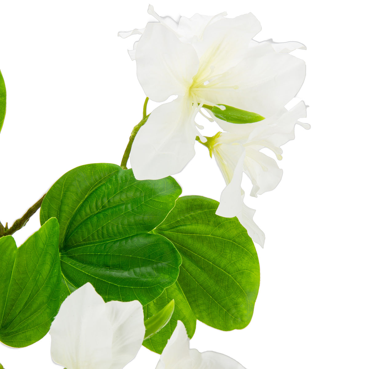 Bauhinia Spray White image 2