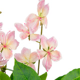 Clematis Spray x 2 Pink Cream image 2