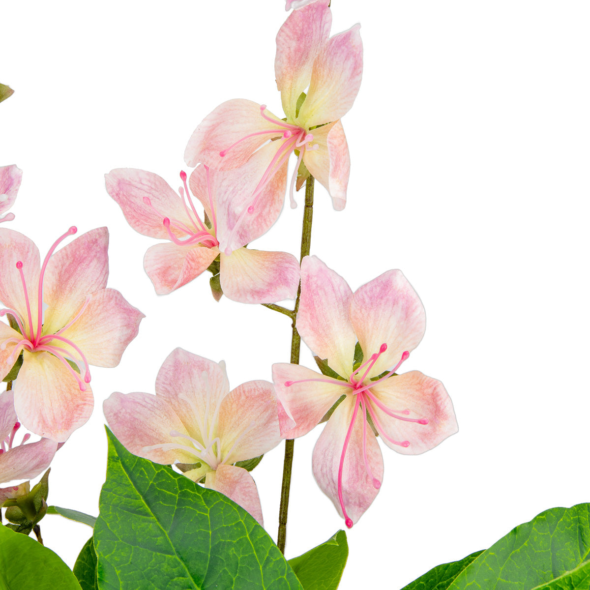 Clematis Spray x 2 Pink Cream image 2