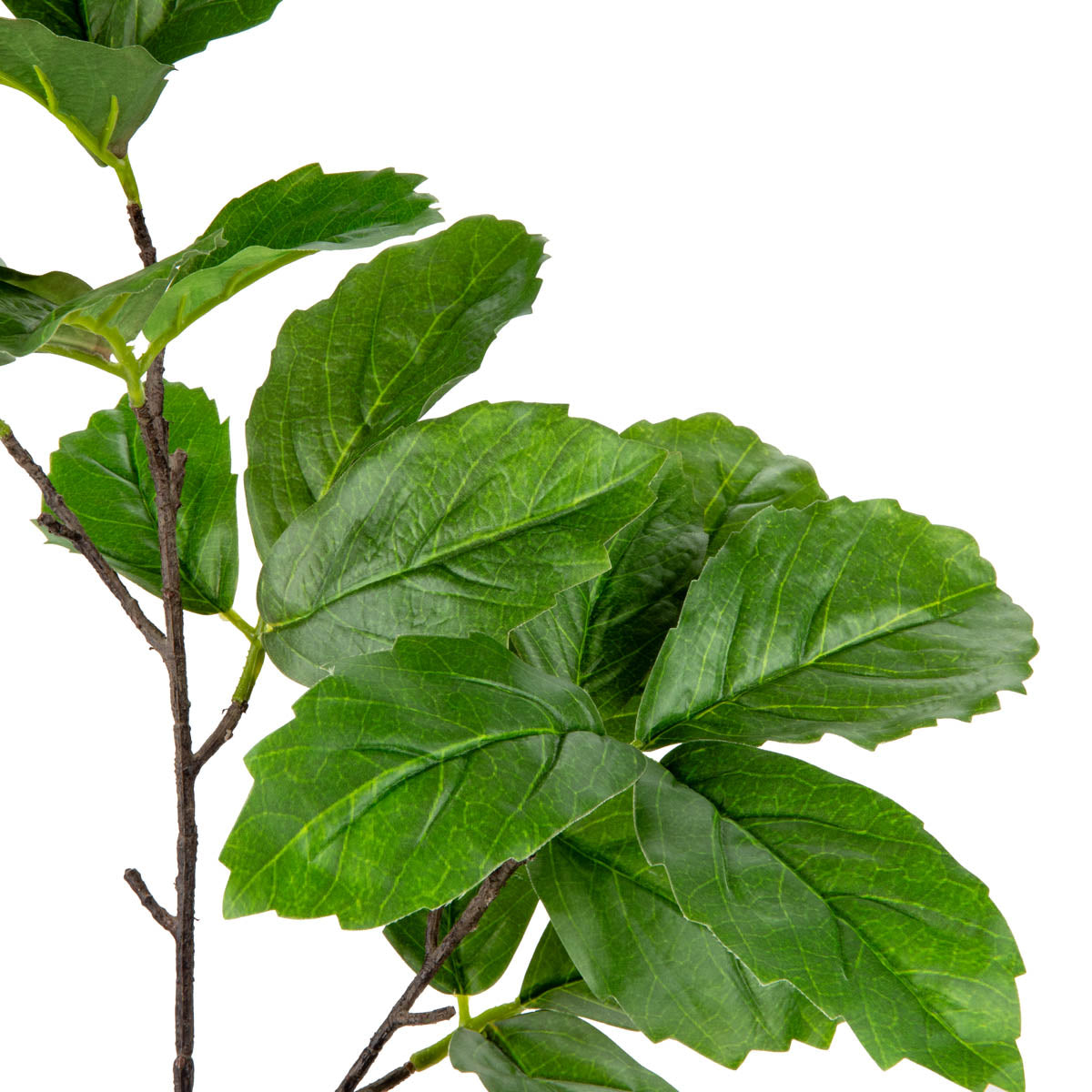 Wild Grape Leaf Spray Green image 1