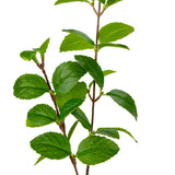Peppermint Leah Spray image 1