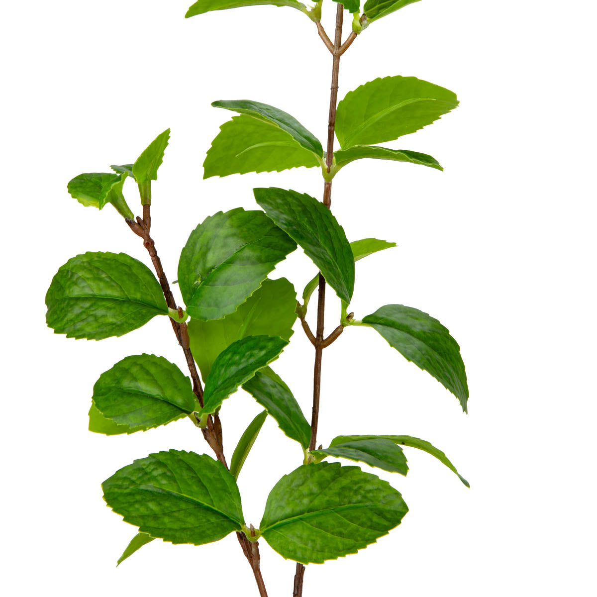 Peppermint Leah Spray image 1