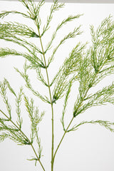 Wild Asparagus Spray Light Green image 1
