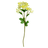 Astrantia Spray 61cm Green image 2