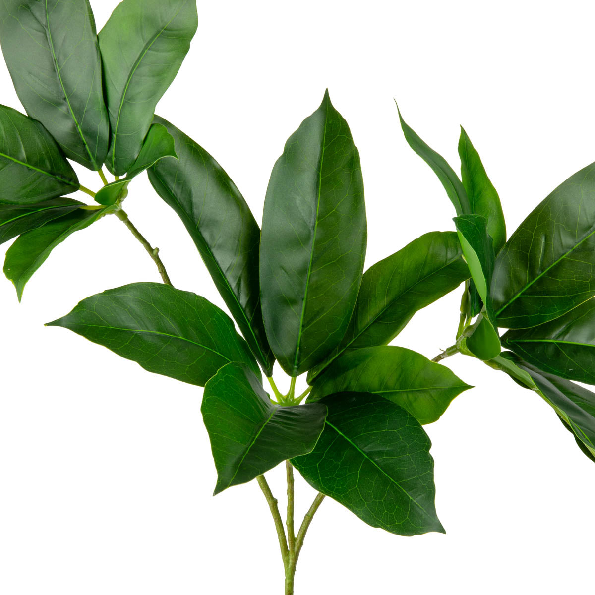 Octopus Tree Leaf Spray x 3 Green image 1