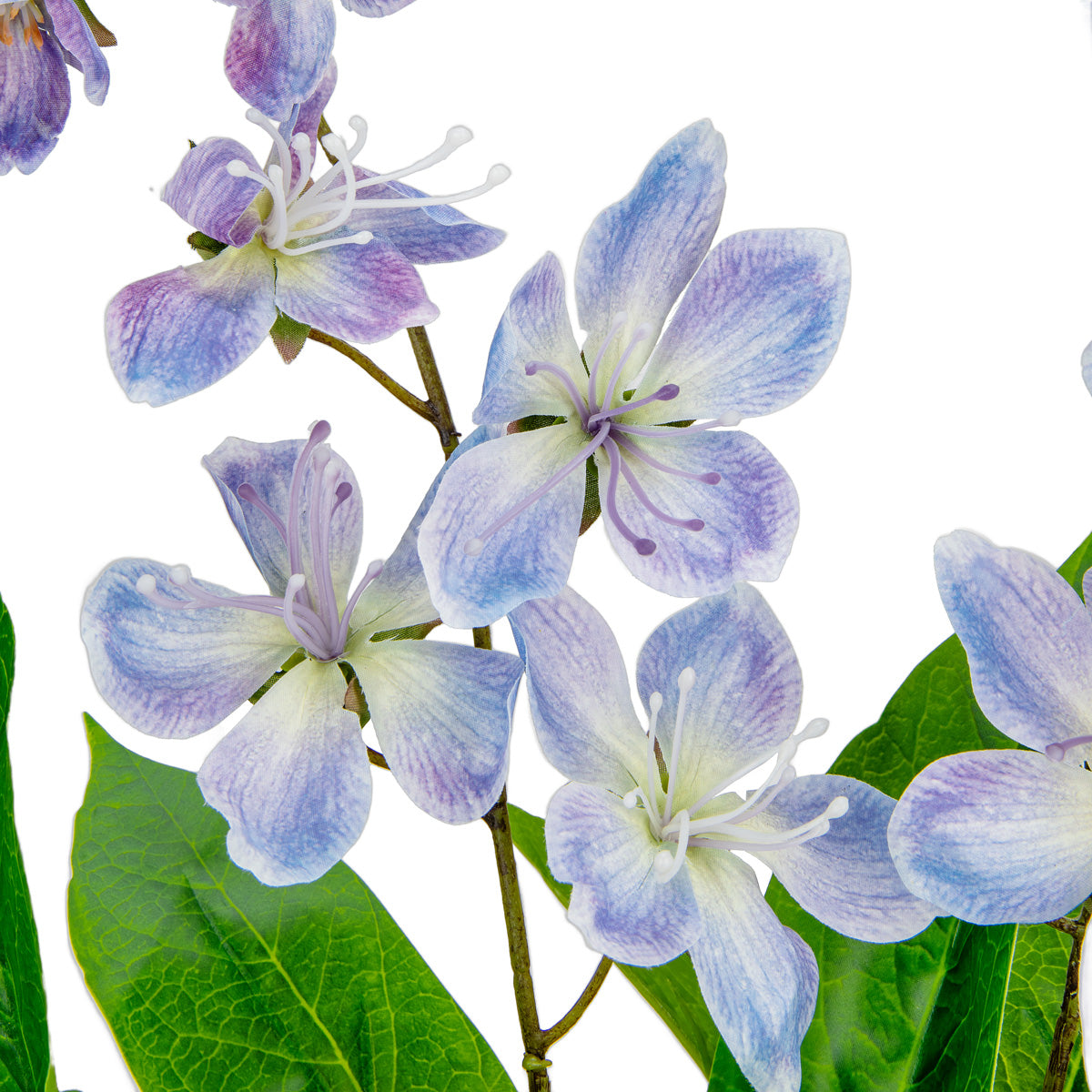 Clematis Spray x 2 Blue image 2