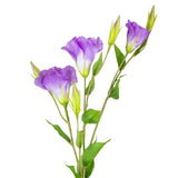 Eleganza Lisianthus Spray x 3 Light Purple image 1
