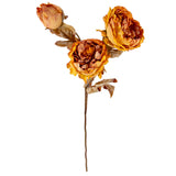 Dry Image Peony Honey Sunset image 1