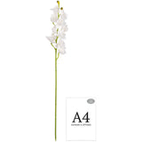 Cymbidium Orchid x 10 plus 2 buds White image 2