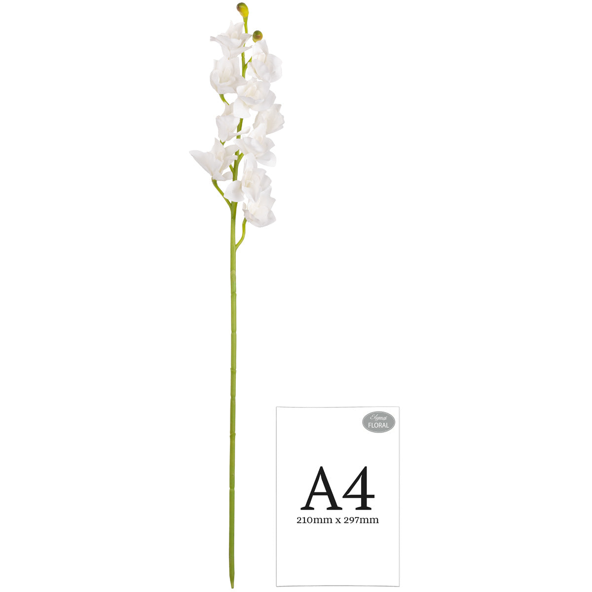 Cymbidium Orchid x 10 plus 2 buds White image 2