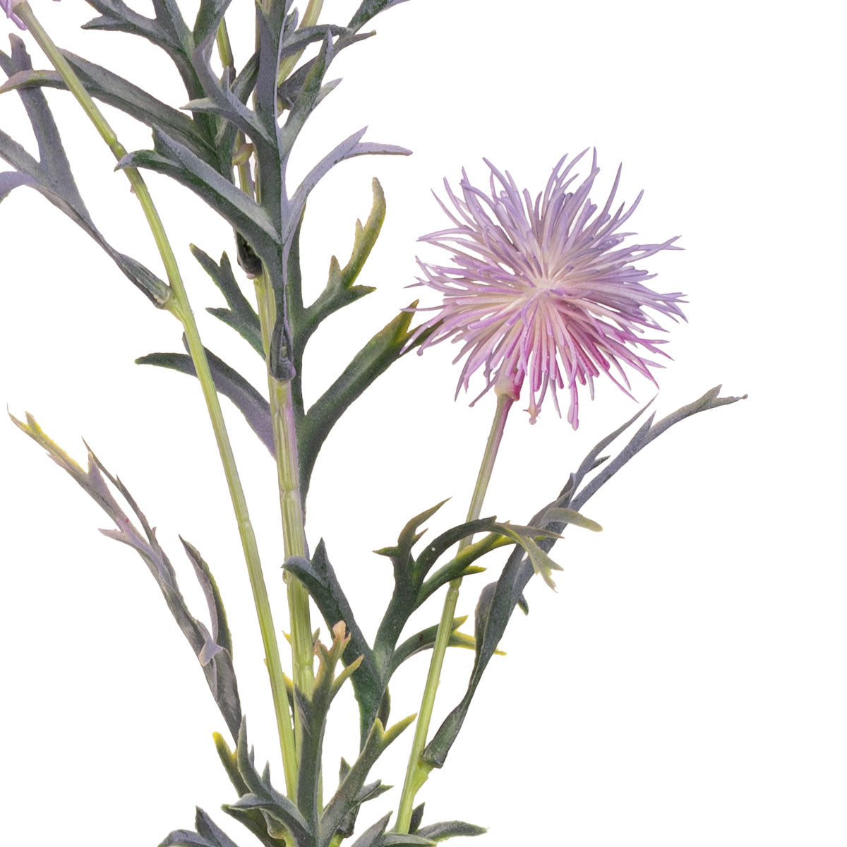 Collina Thistle Spray 80cm Purple image 1