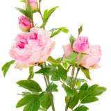 90cm Peony Spray x 5 Light Pink image 1