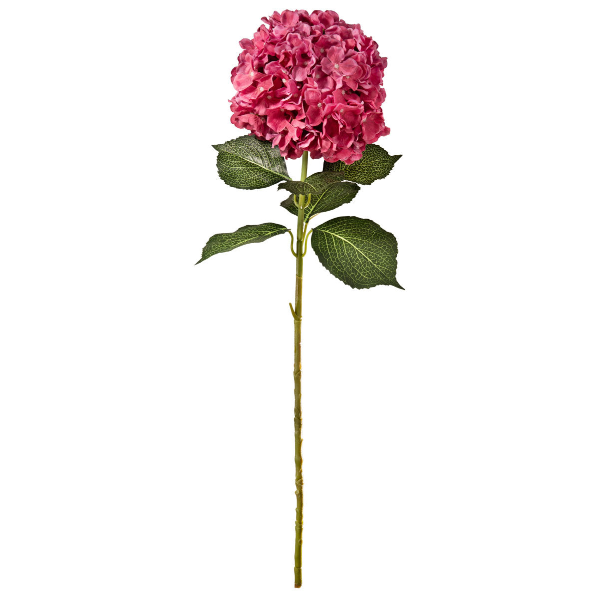 Large Head Hydrangea Fuchsia image 0