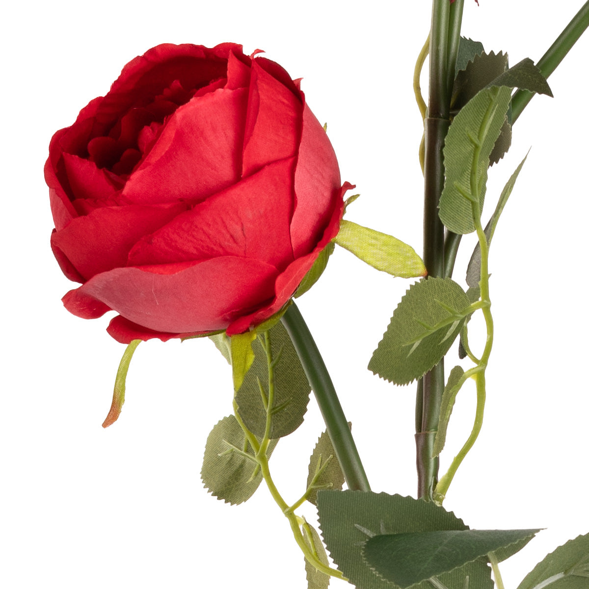 Elizabeth Garden Rose Spray x 3 Red image 2