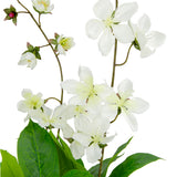 Clematis Spray x 2 White image 3