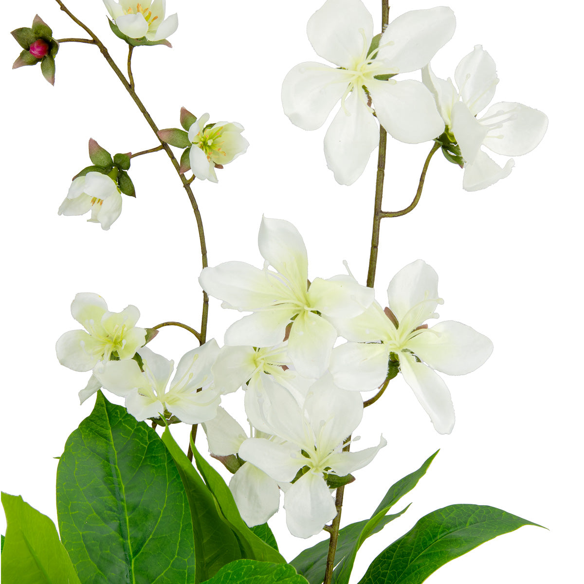 Clematis Spray x 2 White image 3