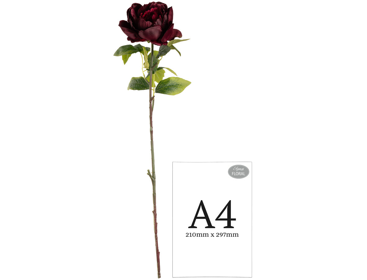 Aurora Peony x 1 Burgundy image 1