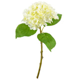 Small Head Hydrangea White image 2