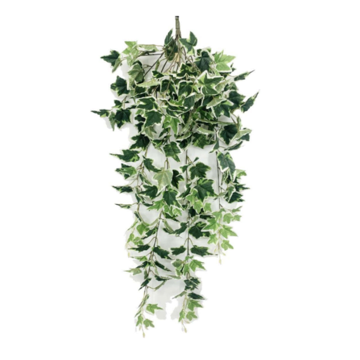 42" English Ivy Bush with 240 Leaves Green White image 0