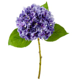 Small Head Hydrangea Lavender image 1