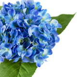 Small Head Hydrangea Blue image 1