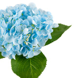 Small Head Hydrangea Light Blue image 1