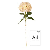 Large Head Hydrangea Cream/Pink image 1