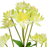 Astrantia Spray 61cm Green image 1