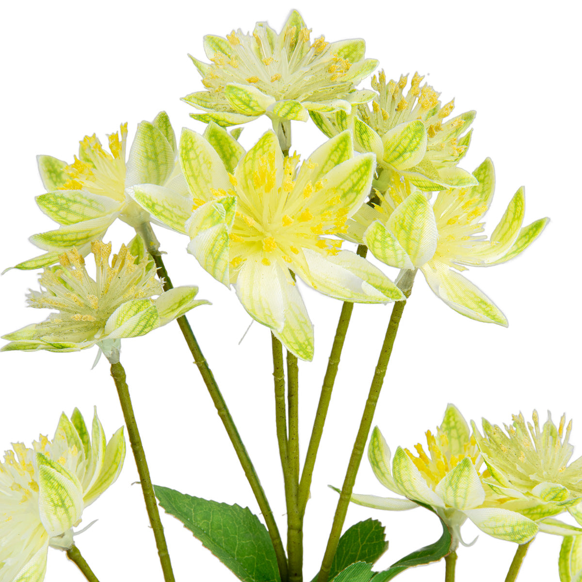 Astrantia Spray 61cm Green image 1