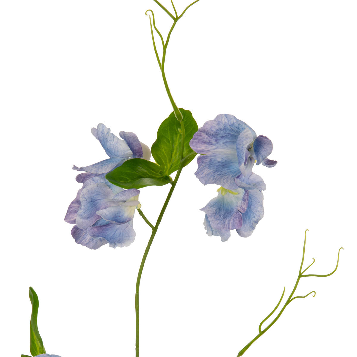Sweet Pea Spray Blue image 1