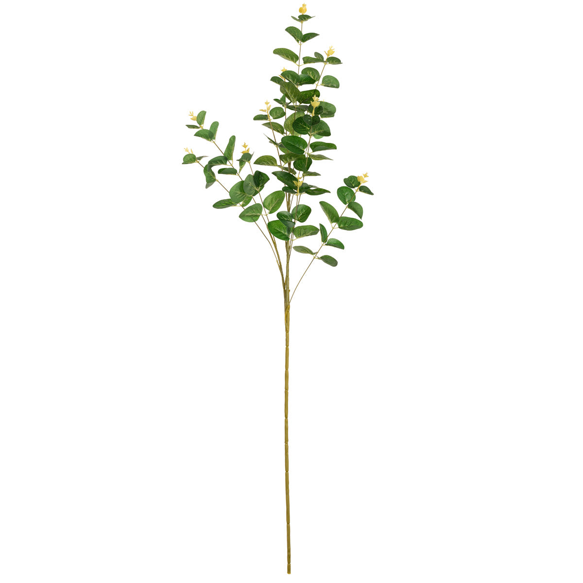 Eucalyptus Stem Dark Green image 0