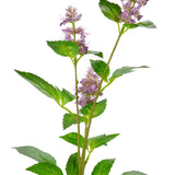 Pogostemon Spray x 3 Fuchsia Pink image 1