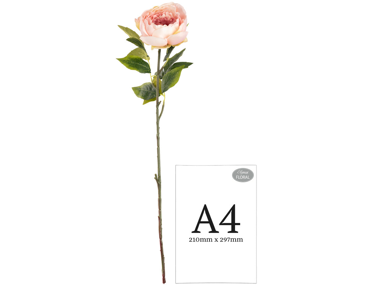 Aurora Peony x 1 Light Pink image 1