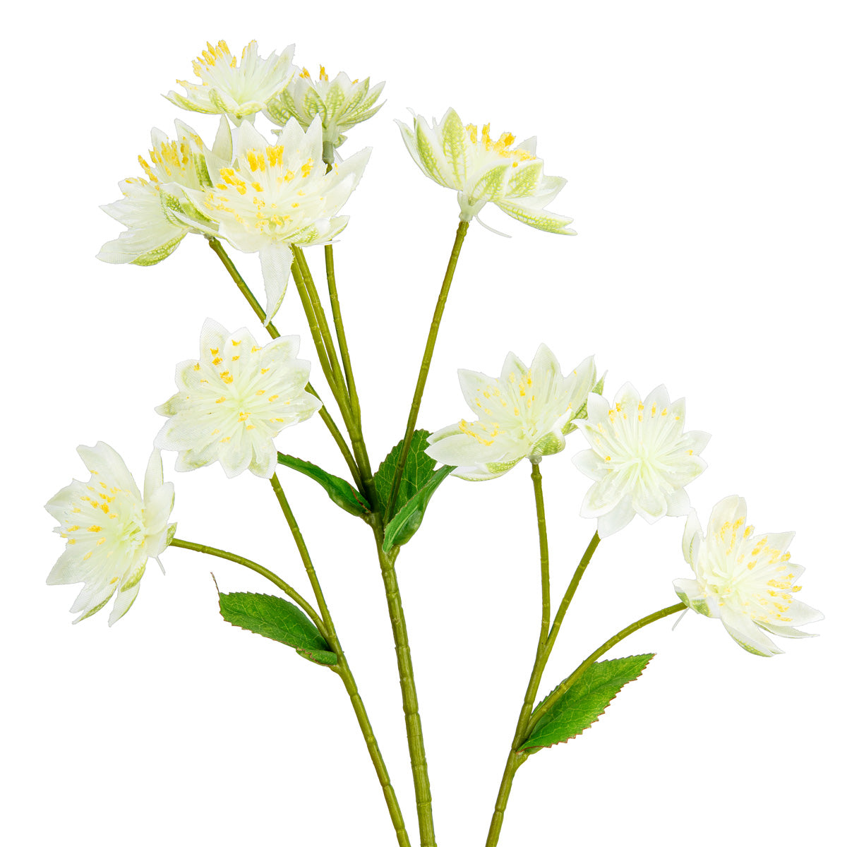 Astrantia Spray 61cm Cream image 2