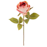 Dry Image Rose Vintage Rose Pink image 1