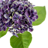 Small Head Hydrangea Blueberry image 2