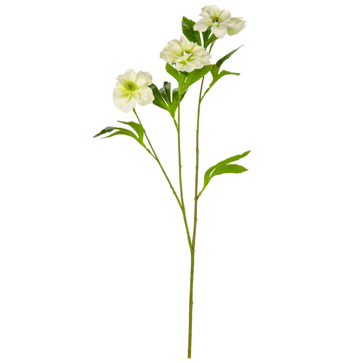 Helleboris Rose White image 0
