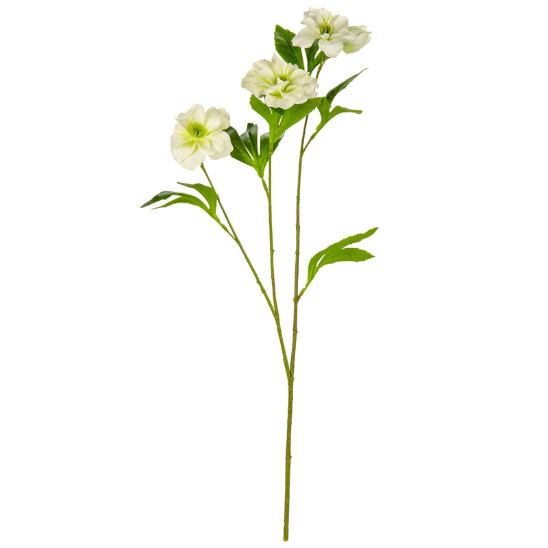Helleboris Rose White image 0
