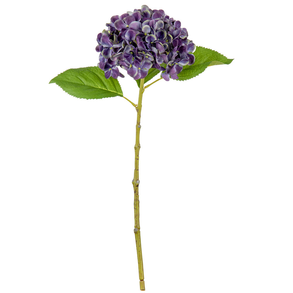 Small Head Hydrangea Blueberry image 0
