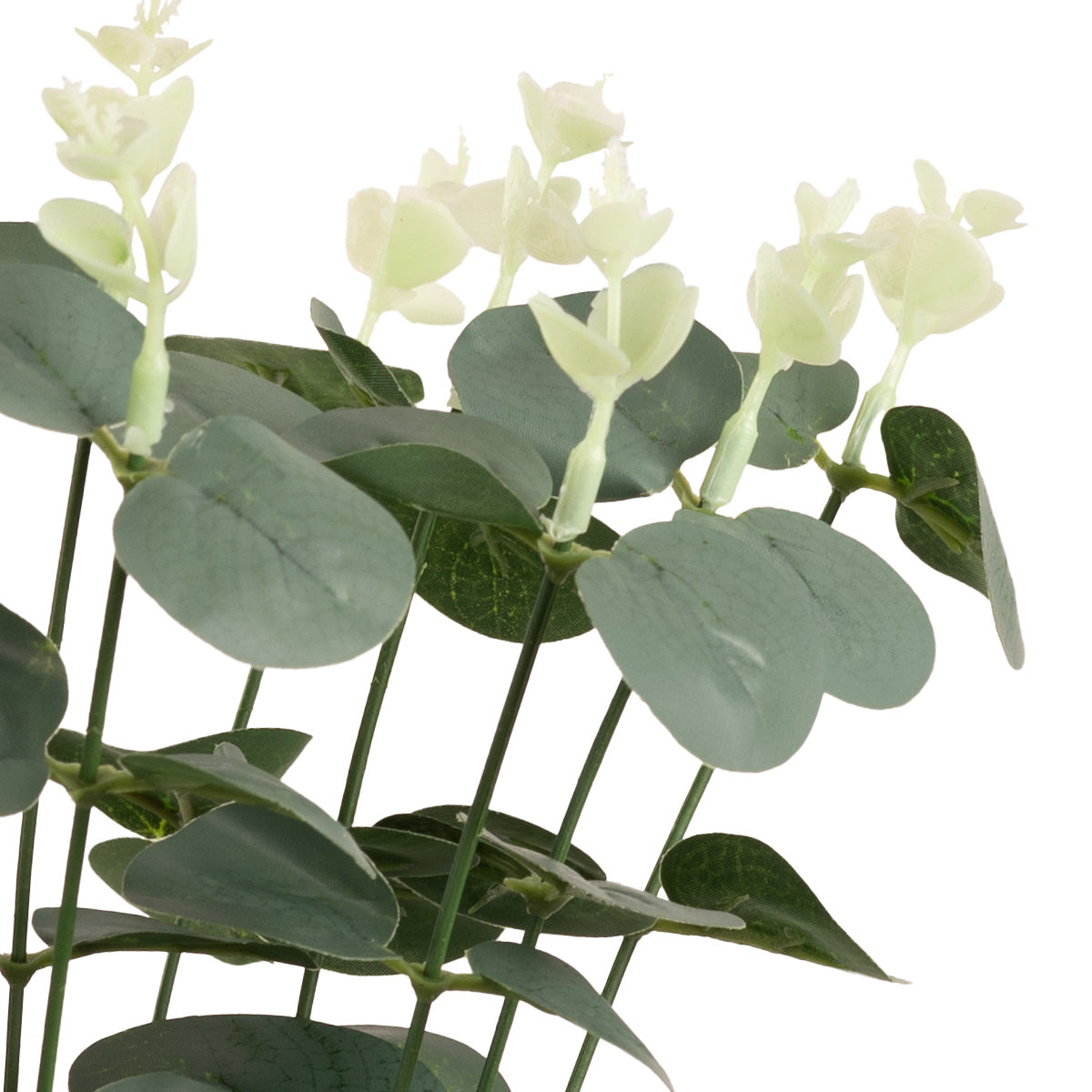 Eucalyptus Bush x 16 Green image 1
