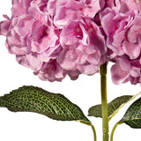 Large Head Hydrangea Two Tone Pink image 3