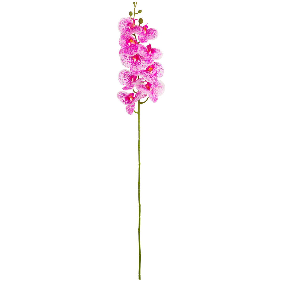 Phalaenopsis Orchid x 9 Hot Pink Freckle image 0