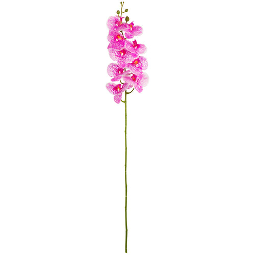 Phalaenopsis Orchid x 9 Hot Pink Freckle image 0