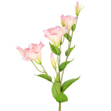 Eleganza Lisianthus Spray x 3 Light Pink image 1