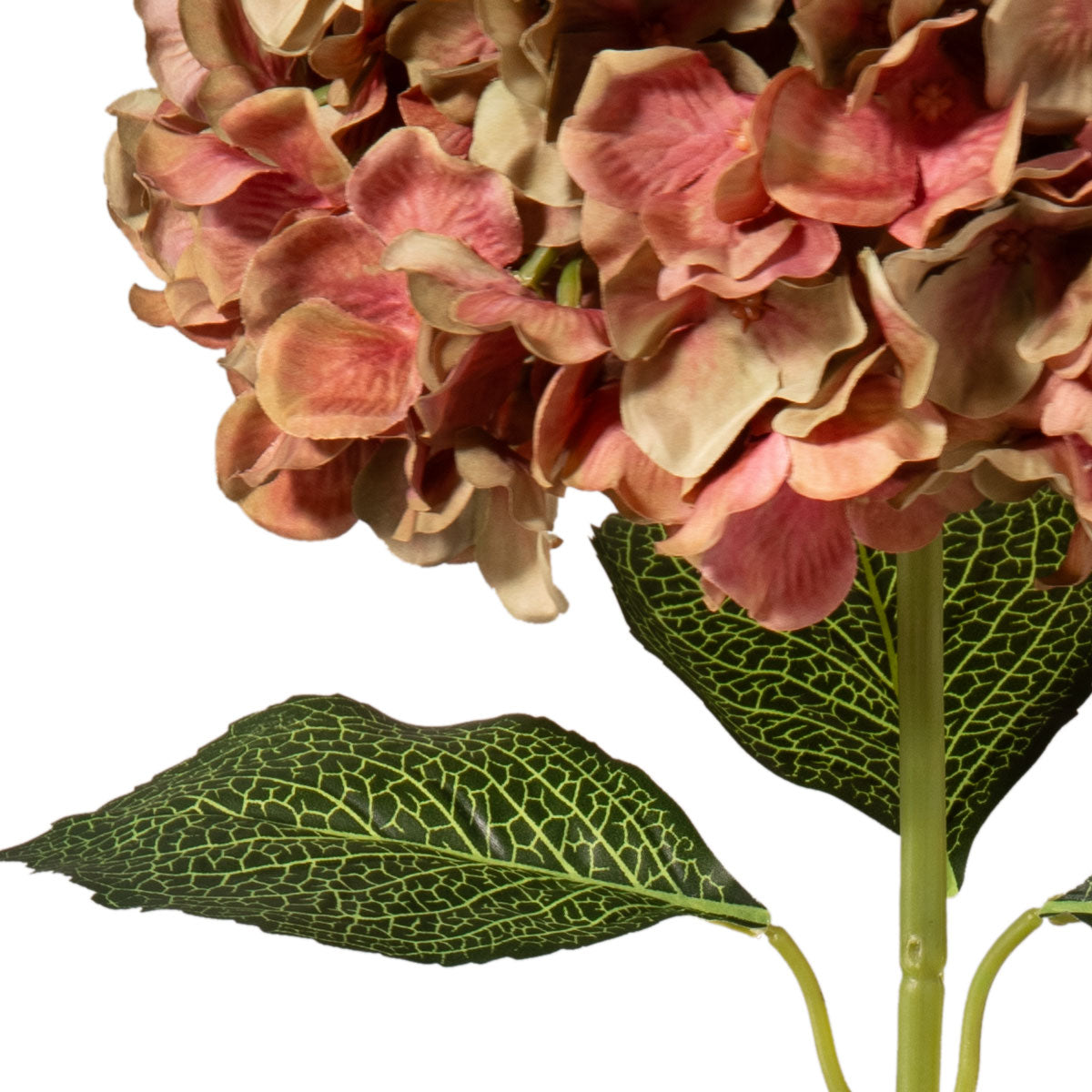 Large Head Hydrangea Two Tone Green/Pink image 1