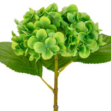 Small Head Hydrangea Lime Green image 1