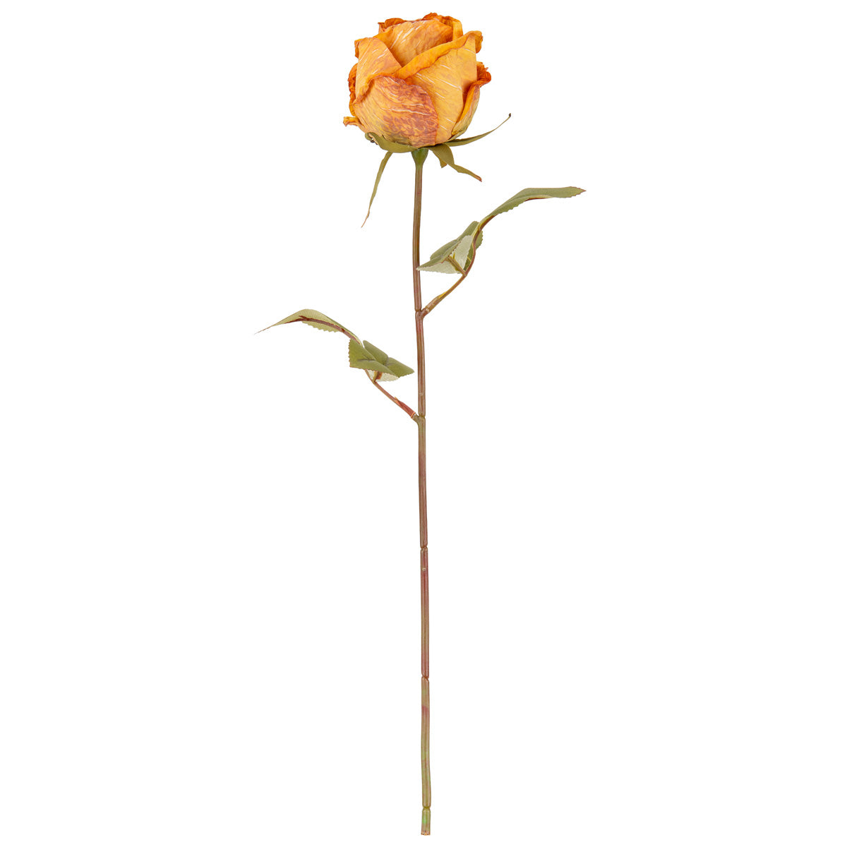 Dry Image Rose Honey Sunset image 0