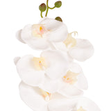 Phalaenopsis Orchid x 9 White image 1