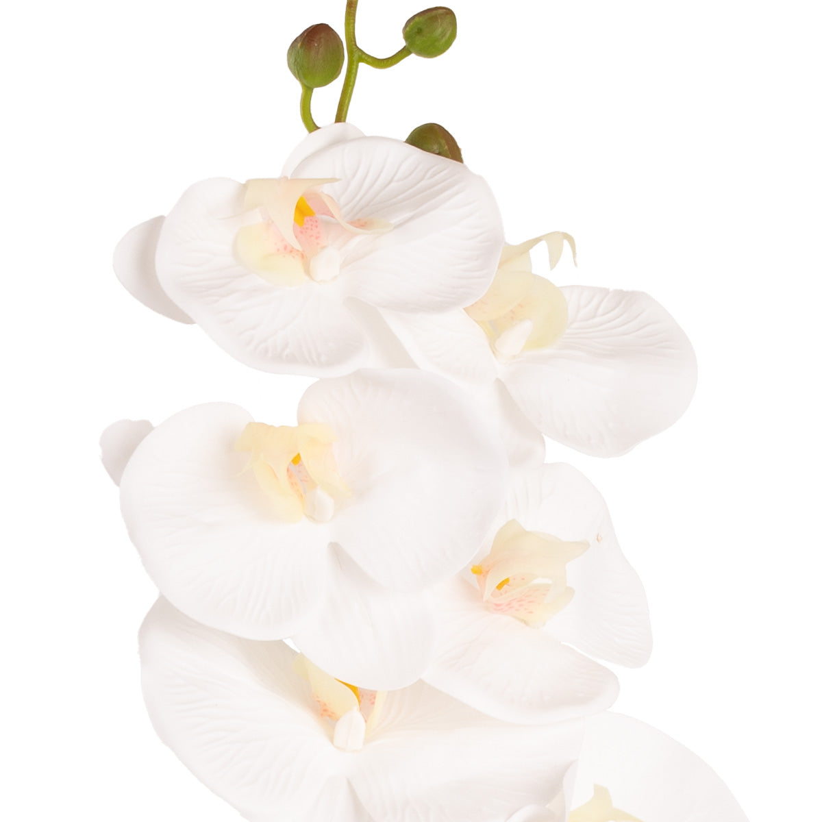 Phalaenopsis Orchid x 9 White image 1