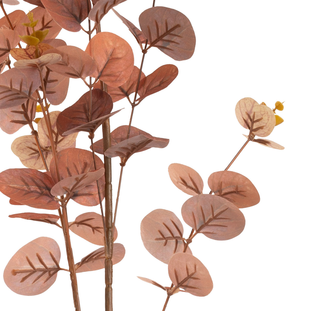 Eucalyptus Stem Brown image 2